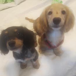 Dachshund Puppies from Puncheon Creek Dachshunds