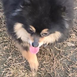 Gracie mae - Pomeranian