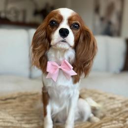 Queen rose - Cavalier King Charles Spaniel