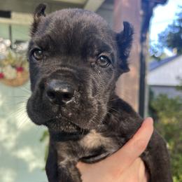 Orange Collar - Black brindle male Cane Corso puppy in Kingsport, Tennessee from Gray Cane Corsos