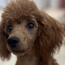Aussiedoodles and Poodles from BoujeeDoodles