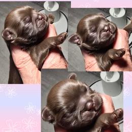 Shih Tzu puppies from 🩷CHAFFINO ADORABLE SHIH TZUS