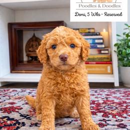 Demi - Apricot female Goldendoodle puppy in Lake Charles, Louisiana from Perfect Fit Poodles & Doodles