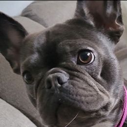 French Bulldogs from Wrinkles And Rolls Frenchies
