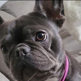 French Bulldogs from Wrinkles And Rolls Frenchies