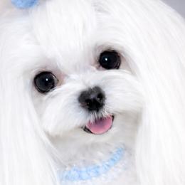 Tati - Maltese