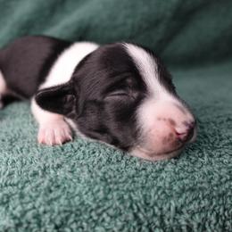 Queen Lillian - Piebald female Dachshund puppy in Kilgore, Texas from The Barefield Doxies