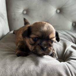 Peanut Butter - Black and tan male Shih Tzu puppy in Fair Grove, Missouri from Hilltop Shih Tzus