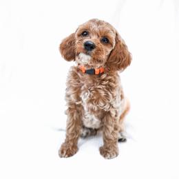 Sparky - Red  male Goldendoodle puppy in Boise, Idaho from Goldendoodle Baby