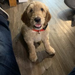 Goldendoodle Puppies from Renegade Doodles