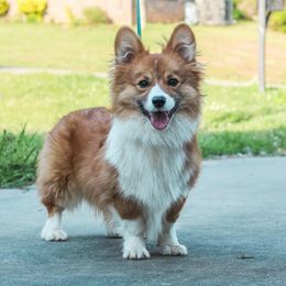Luka - Pembroke Welsh Corgi