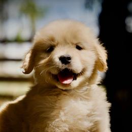 Mr. Bonfire - Golden male Golden Retriever puppy in Mc Arthur, California from California Golden Love