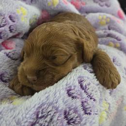 Flynn - Red male Cockapoo puppy in Conklin, Michigan from Lake Michigan Couture Cavapoos & Cockapoos