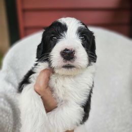 Boy 3 - Black and white Sheepadoodle puppy in Egg Harbor City, New Jersey from Doodles by Starlight