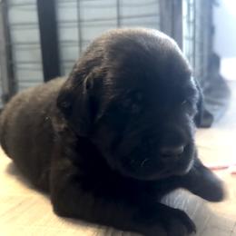 Boy 3 - Black male Labrador Retriever puppy in Kingfield, Maine from Maynard’s Labs