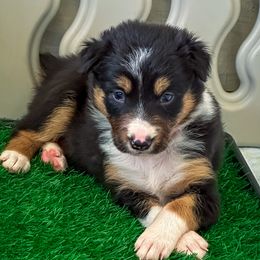 Border Collie Puppies from Garcia Family Farms