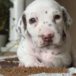 6th pick female - White and liver brown female Dalmatian puppy in Lake Mathews, California from Bully Market