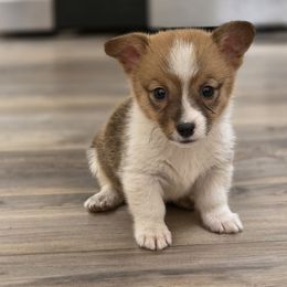 Girl 2 - Red and white female American Corgi puppy in Middleburg, Florida from Mulkeys Little Corgis