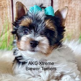 Xtreme Handsome - Black tan and white male Biewer Terrier puppy in Jonestown, Pennsylvania from AKC Xtreme Biewer Terriers...