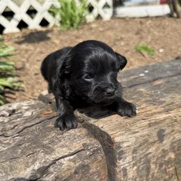 Zoey - Black female Havapoo puppy in Bowling Green, Kentucky from Denise Clark