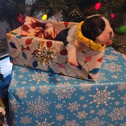 Dolly - Red female Boston Terrier puppy in Lexington, Indiana from NanzBostz