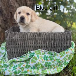 Blue girl - Yellow female Labrador Retriever puppy in Corning, California from Raven's Labradors