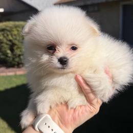 Dembele - White male Pomeranian puppy in Los Angeles, Santa Clarita, California from LT_Poms
