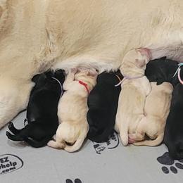 Yellow female 3 - Yellow female Labrador Retriever puppy in Frankfort, Ohio from Scioto Labradors & Runway Dachshunds
