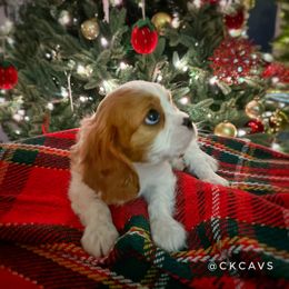 Cavalier King Charles Spaniel Puppies from Chris & Katie Cavaliers