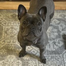 Gracie - French Bulldog