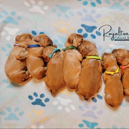 Cavalier King Charles Spaniel Puppies from Royalton Cavaliers