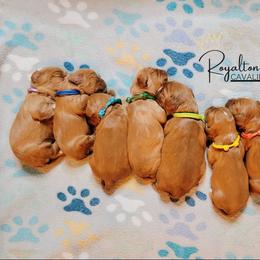Cavalier King Charles Spaniel Puppies from Royalton Cavaliers