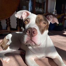 Rue - American Pit Bull Terrier