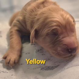 Yellow - Dark golden female Golden Retriever puppy in Taft, Tennessee from McGraw's Fetching Pups