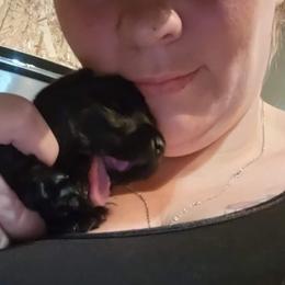 Scottish Terrier Puppies from Stefany farm of happiness