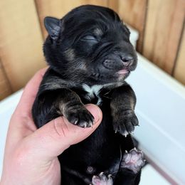 Purple girl - Black and tan female Lapponian Herder puppy in Prattsburgh, New York from Maalattu Koirankoppi Lapponian Herders