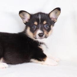 American Corgi Puppies from Diamond Corgis