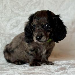 Tanner - Black male Dachshund puppy in Lincoln, Arkansas from Red Dirt Dachshunds