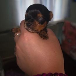 Tiny - Black and tan male Yorkshire Terrier puppy in West Enfield, Maine from GRIFFEY'S SPA AND KENNEL