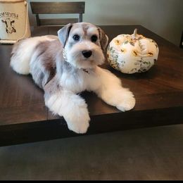 Rani - Miniature Schnauzer