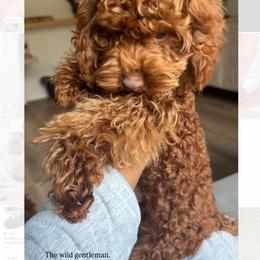 Mars, Red Planet of Garden of Poodles - Red  male Poodle puppy in Corona, California from Garden Of Poodles