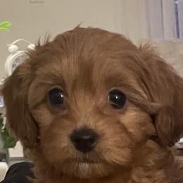 Maltipoo Puppies from Ollie-Pop Paws Breeding
