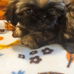 Teal collar girl - Brindle female Shih Tzu puppy in Woodsfield, Ohio from ROSE LANE SHIH TZUS