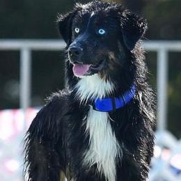 Major - Australian Shepherd