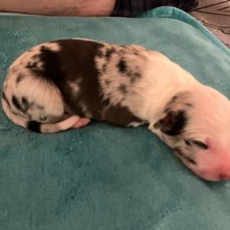 Bear - Blue merle male Border Collie puppy in Holden, Missouri from Spotted Feather Farm