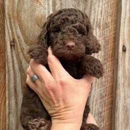 Yellow Collar Boy - Chocolate male Goldendoodle puppy in San Augustine, Texas from Vintage Doodles