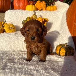 Josie-8519 - Red  female Goldendoodle puppy in Wever, Iowa from JK Royal Lines
