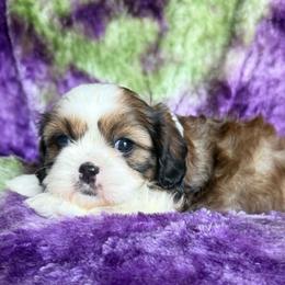 Desiree - Red and white female Cavatzu puppy in Knoxville, Tennessee from Rocky Top Cavapoos