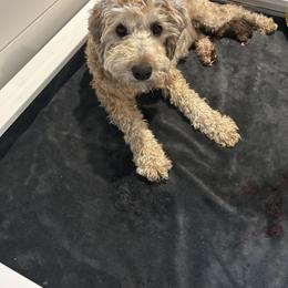 Girl 4 - Wheaten female Whoodle puppy in Crawford, Colorado from Saddle Mountain Doodles