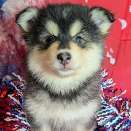 Neutron-1900 - Black and white male Pomsky puppy in Spring Hill, Florida from www.PuppyTimeEmporium.com